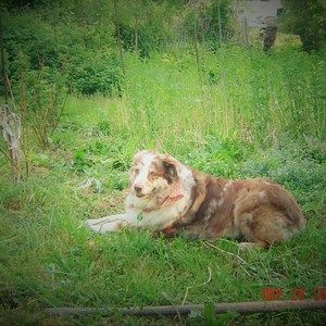 Meet your Posher, Joyce